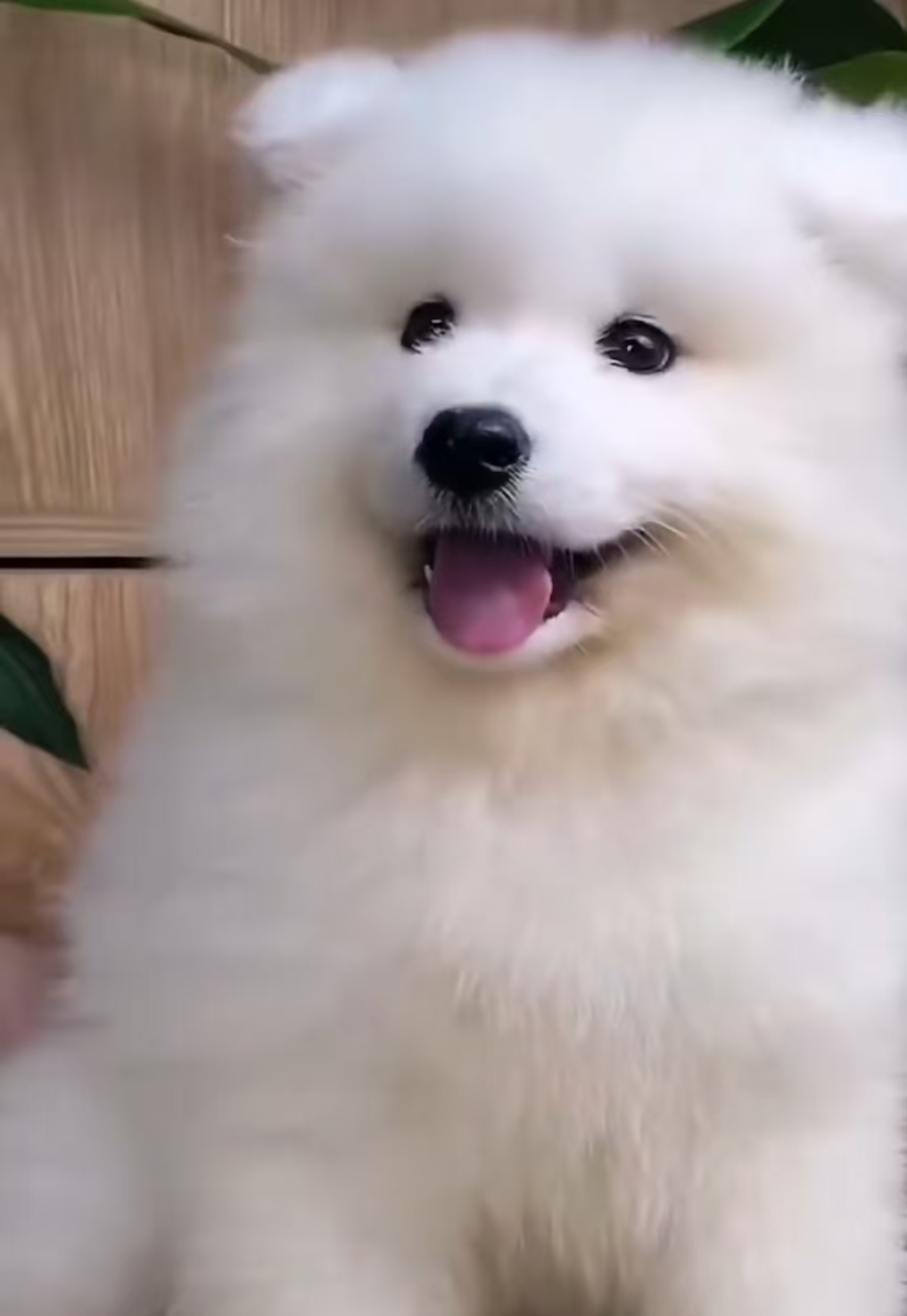 萨摩耶犬